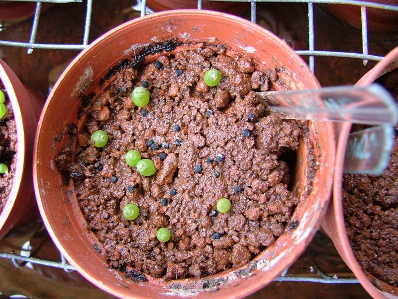 Lophophora williamsii 