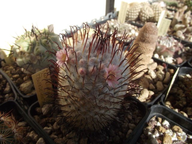 Mammillaria perezdelarosae 