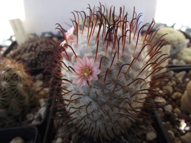 Mammillaria perezdelarosae 