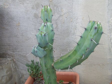 Mirtillocactus geometrizans 