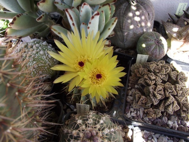 Notocactus buiningii 