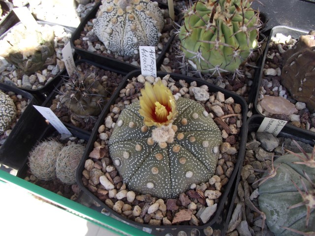 Astrophytum asterias 