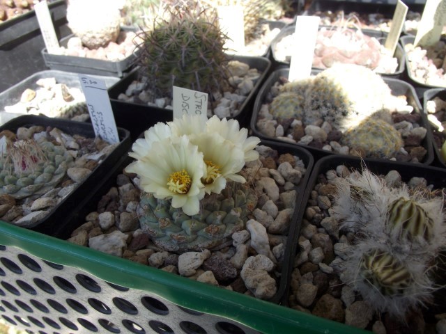 Strombocactus disciformis 