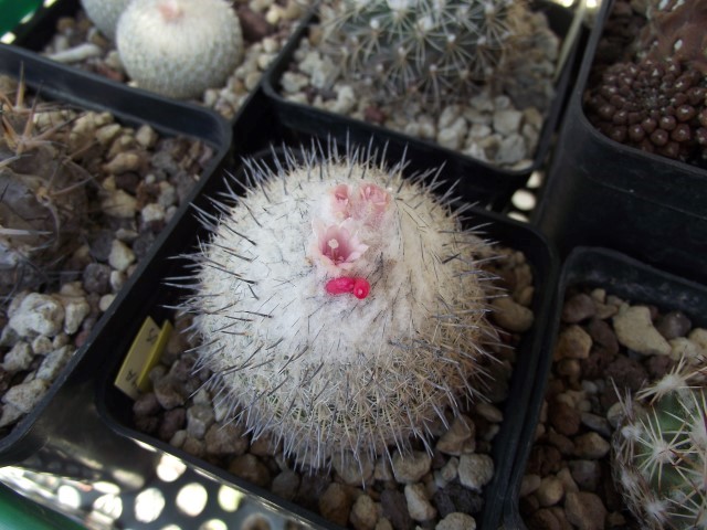 Epithelantha micromeris v. unguispina 