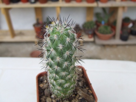 Mammillaria microelia 