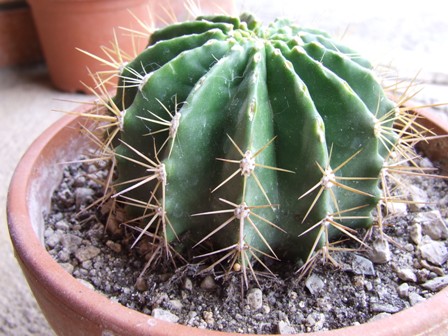 Ferocactus glaucescens nudus 