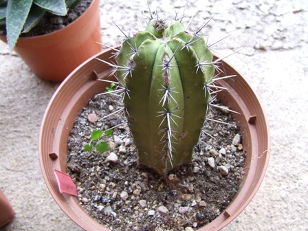Polaskia chichipe 