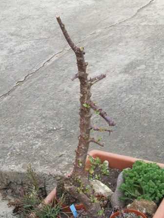 Portulacaria afra 