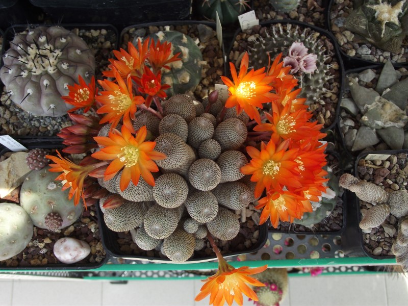 Rebutia heliosa 