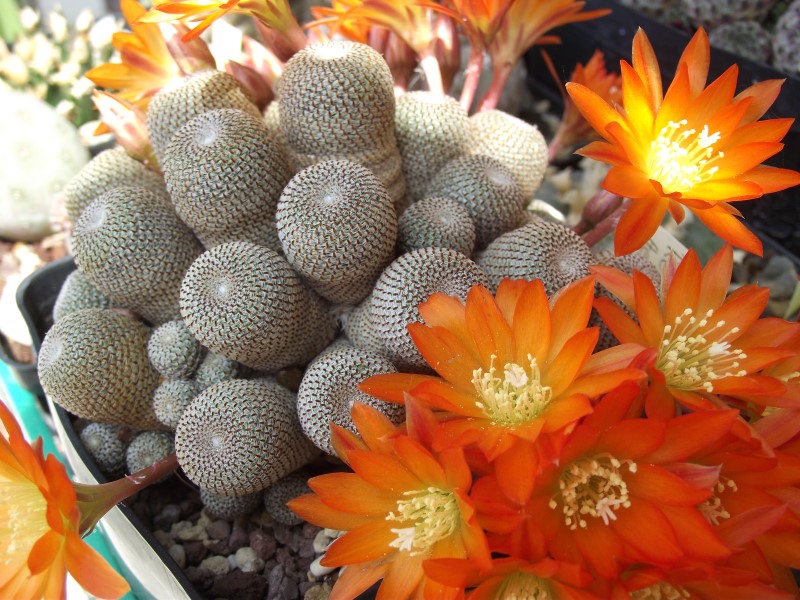 Rebutia heliosa 