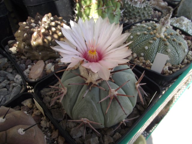 Echinocactus horizonthalonius 