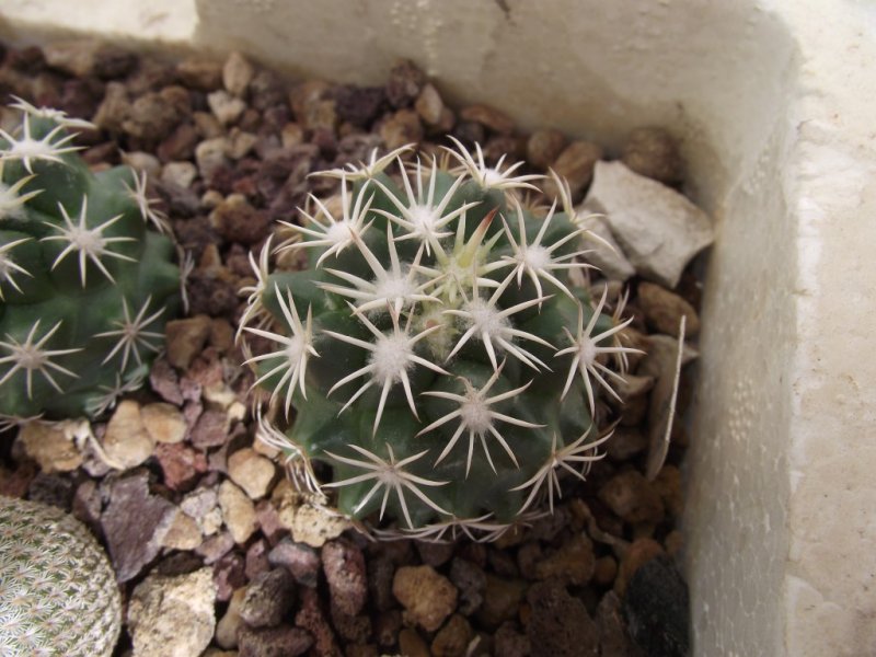 coryphantha tripugionacantha