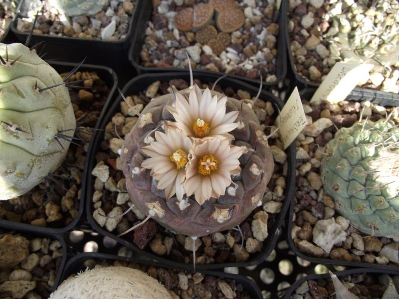 Turbinicarpus jauernigii 