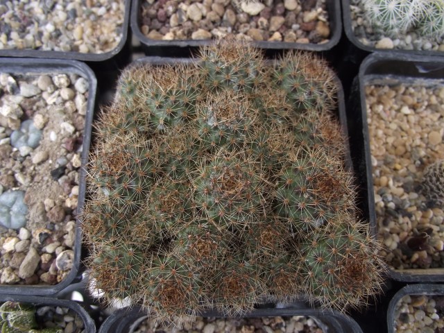 Rebutia fulviseta 