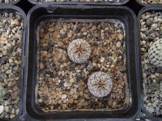 Mammillaria perezdelarosae v. andersoniaana 
