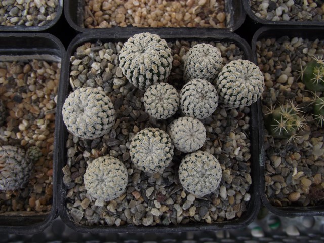 Mammillaria pectinifera 