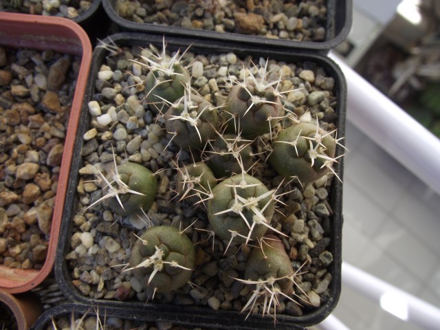 coryphantha poselgeriana v. valida