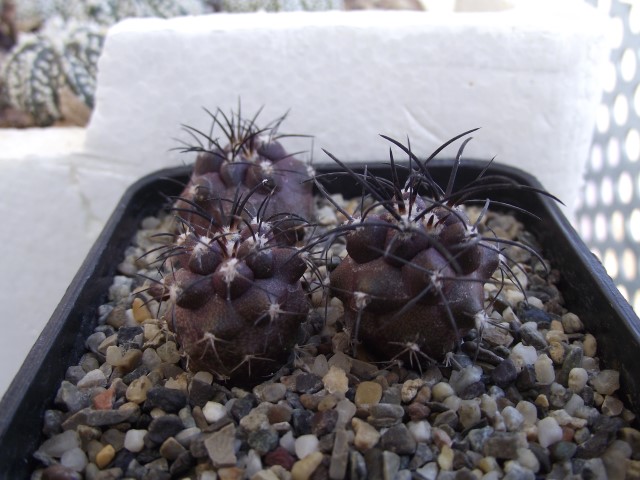 copiapoa grisoviolacea