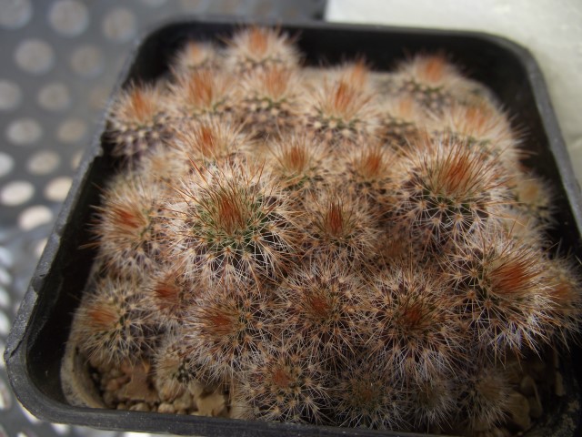 notocactus leninghausii