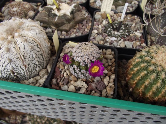 Mammillaria hernandezii 