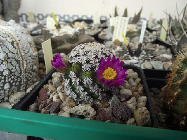 Mammillaria hernandezii 