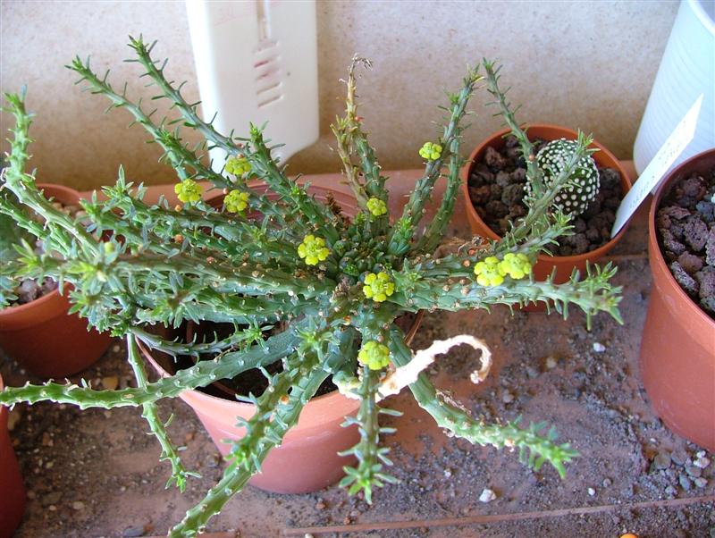 Euphorbia pugniformis 