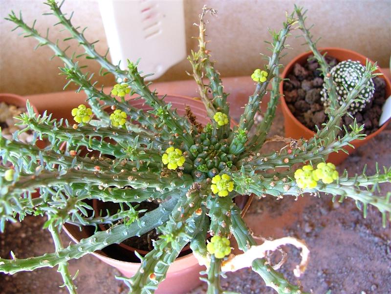 Euphorbia pugniformis 