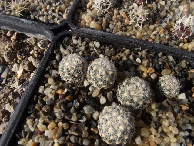 Pediocactus simpsonii ssp. simpsonii VZD 865