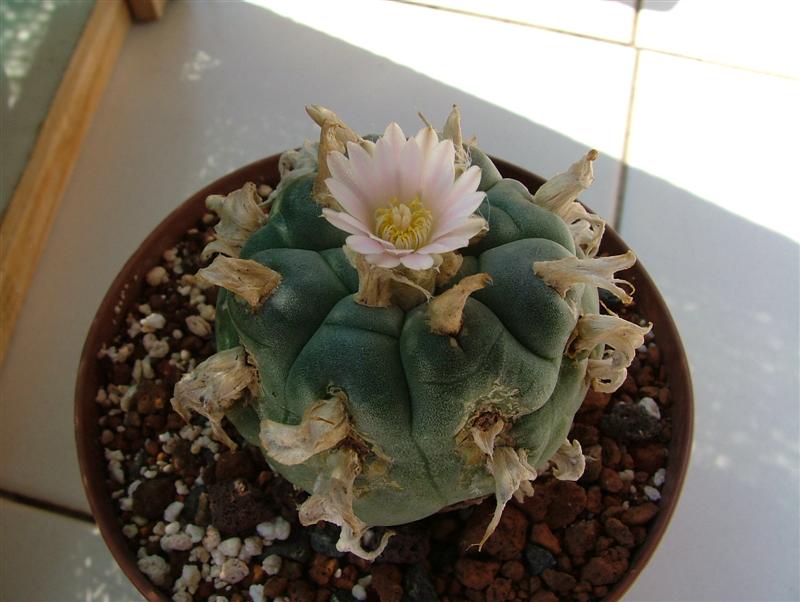 Lophophora williamsii 