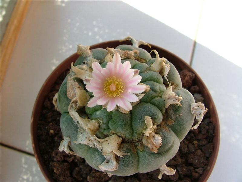 Lophophora williamsii 