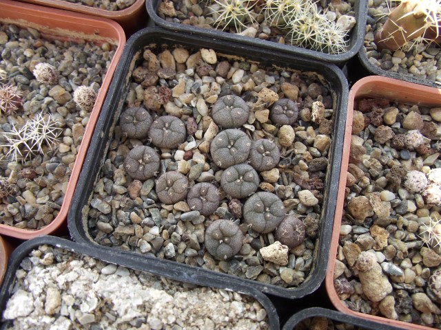 Lophophora williamsii 