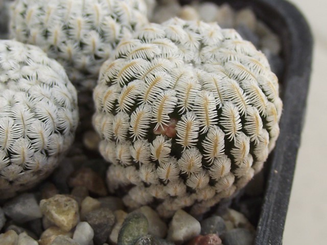 Mammillaria pectinifera 