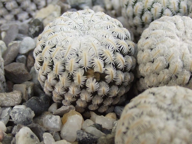 Mammillaria pectinifera 