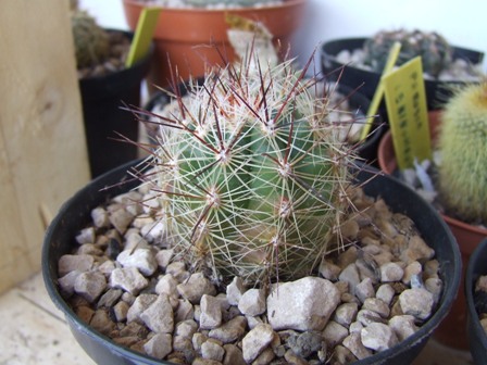 Thelocactus lausseri 