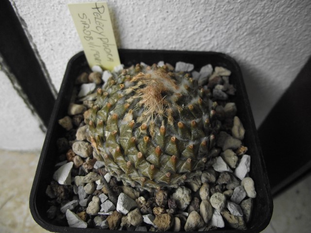 Pelecyphora strobiliformis 