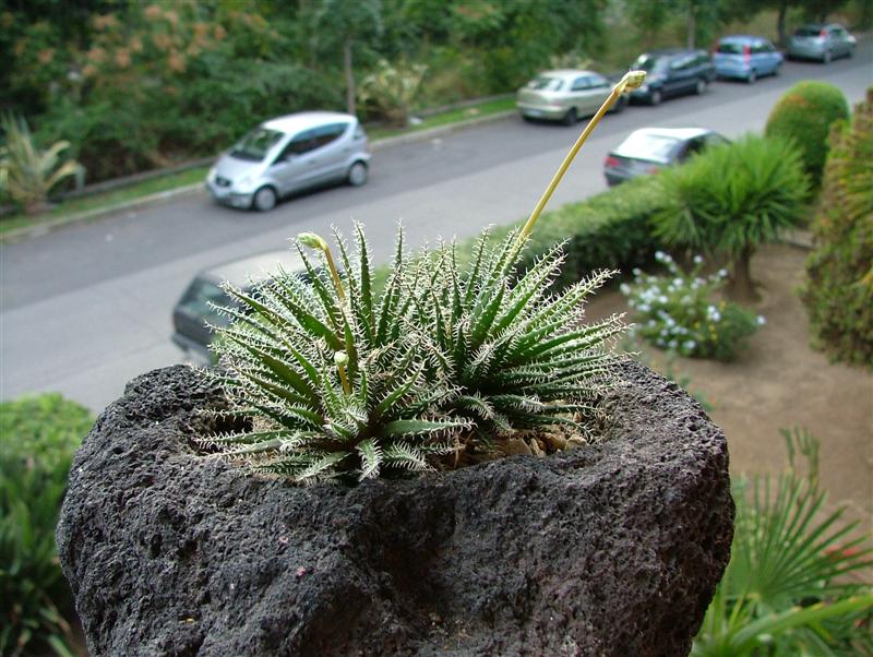 Aloe haworthioides 