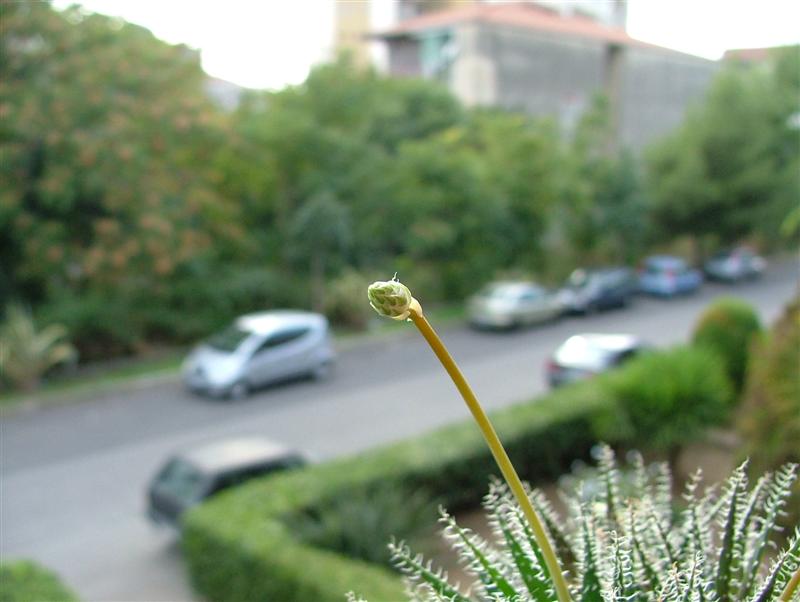 Aloe haworthioides 