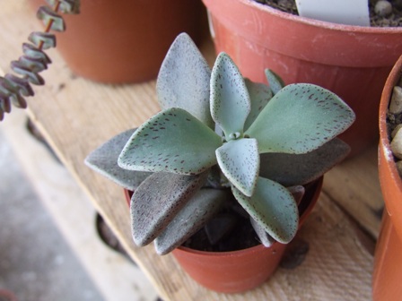 Lenophyllum guttatum 