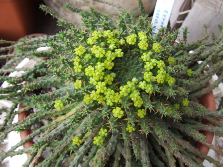 Euphorbia flanaganii 
