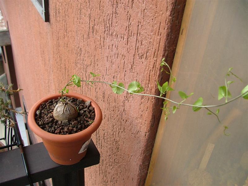 Dioscorea elephantipes 