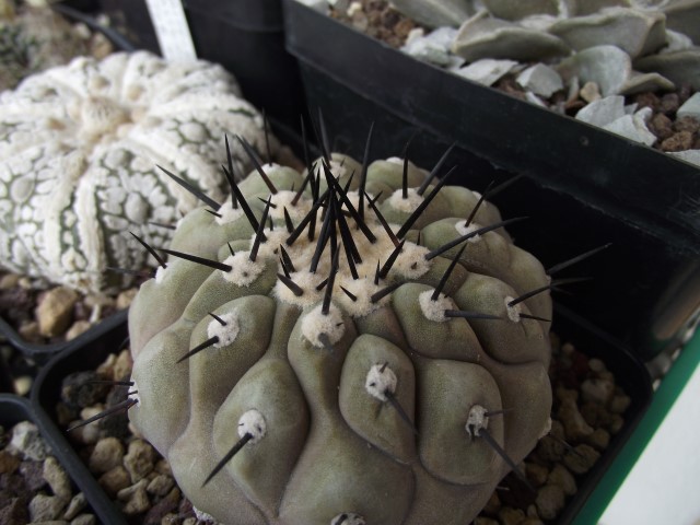 Copiapoa cinerea 