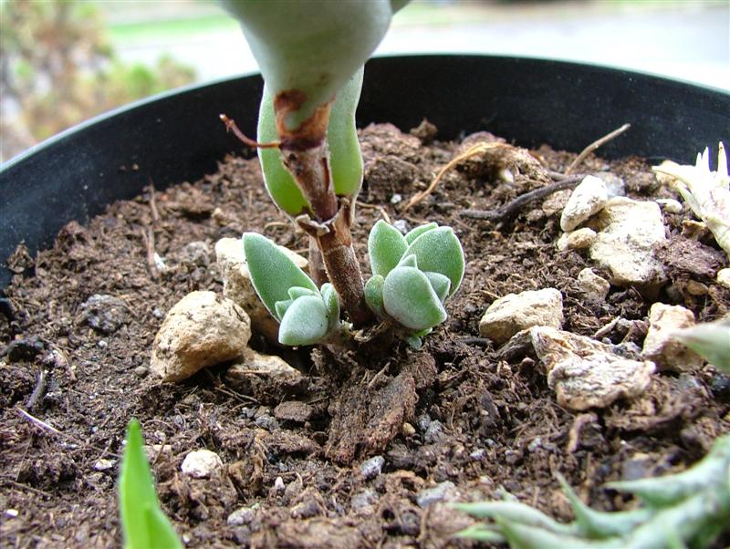 Crassula falcata 