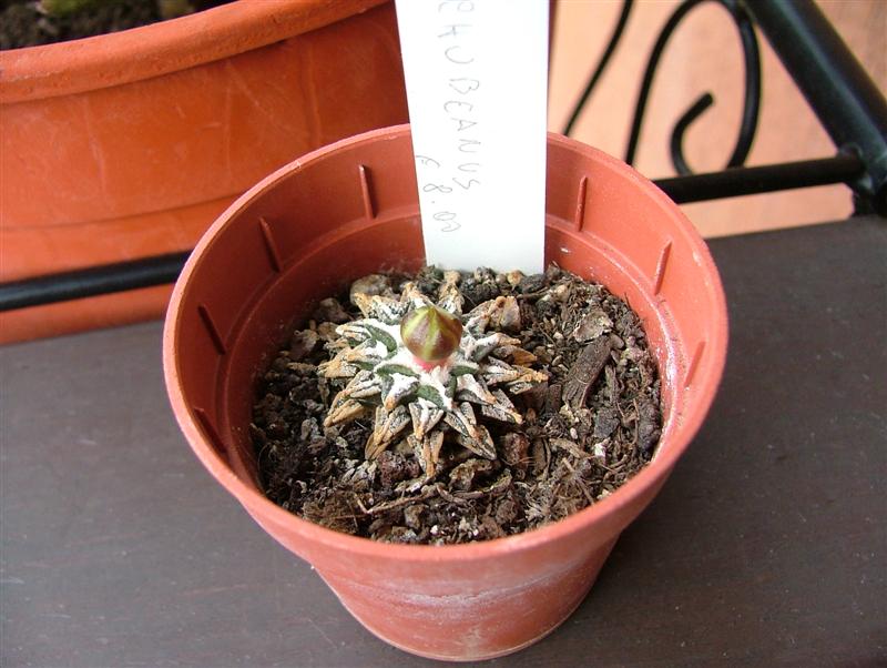 Ariocarpus kotschoubeyanus 