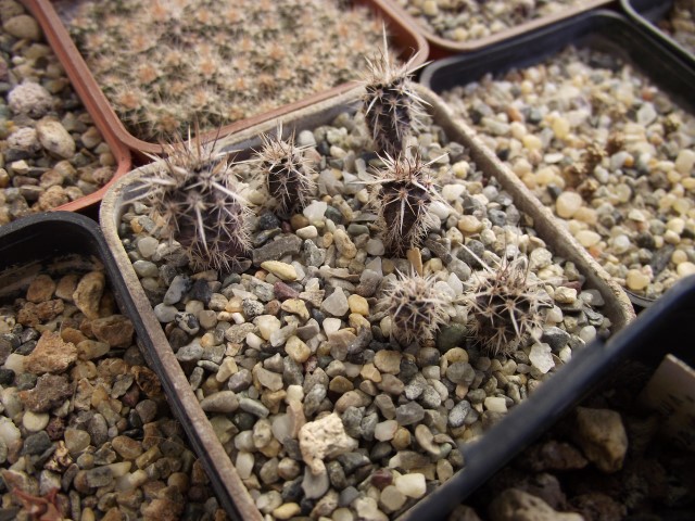 Austrocactus patagonicus 