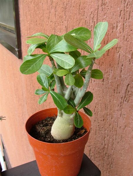 Adenium obesum 