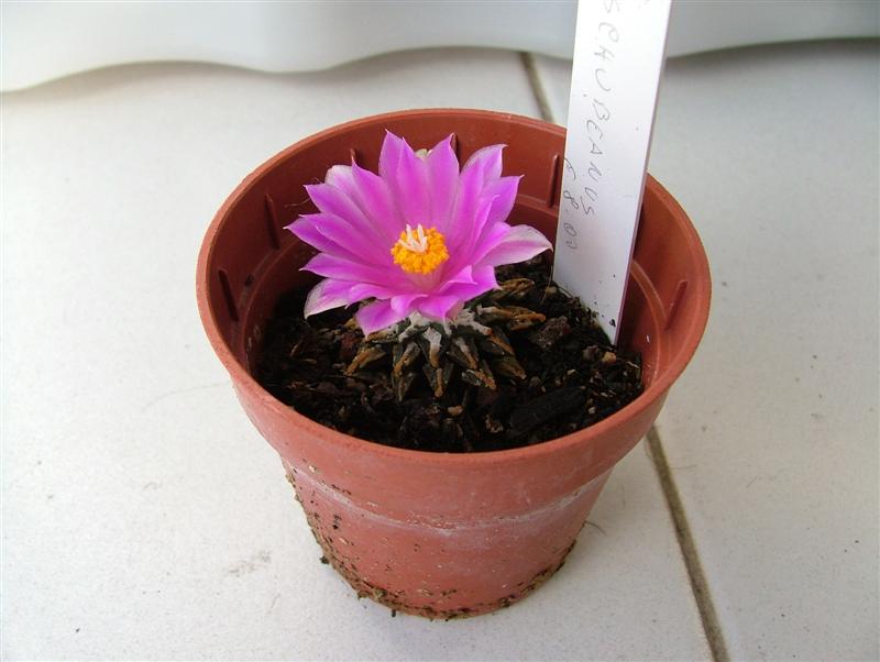 Ariocarpus kotschoubeyanus 