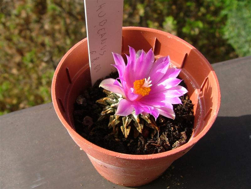 Ariocarpus kotschoubeyanus 