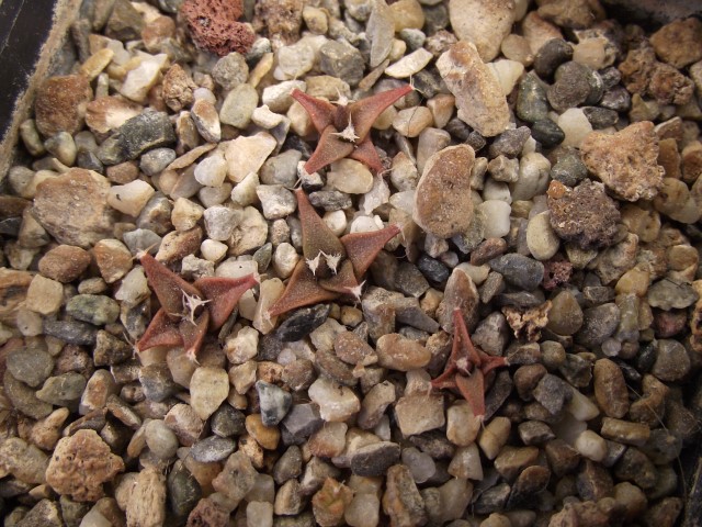 obregonia denegrii