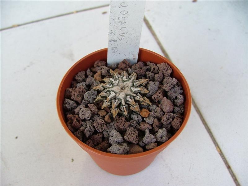 Ariocarpus kotschoubeyanus 