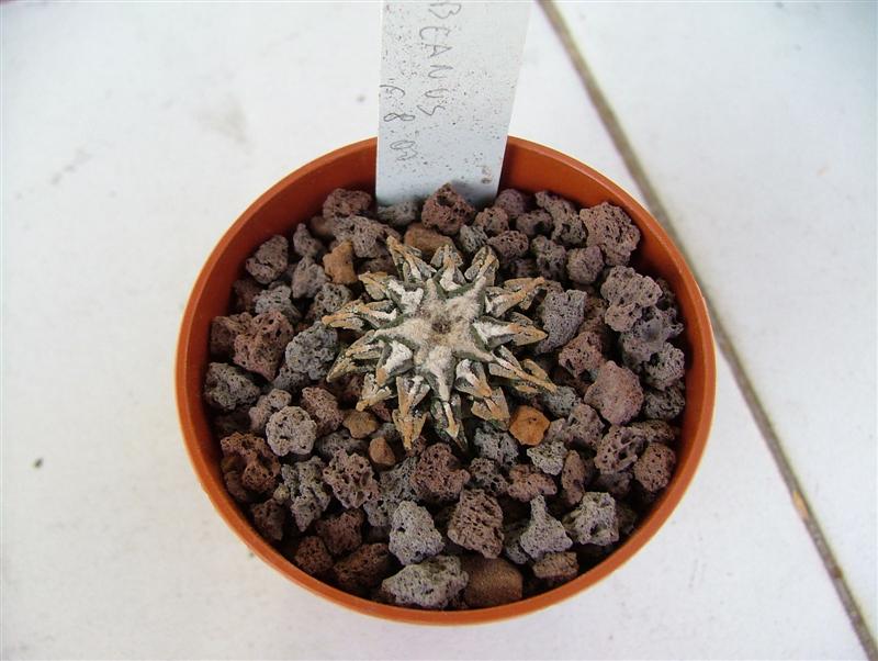 Ariocarpus kotschoubeyanus 